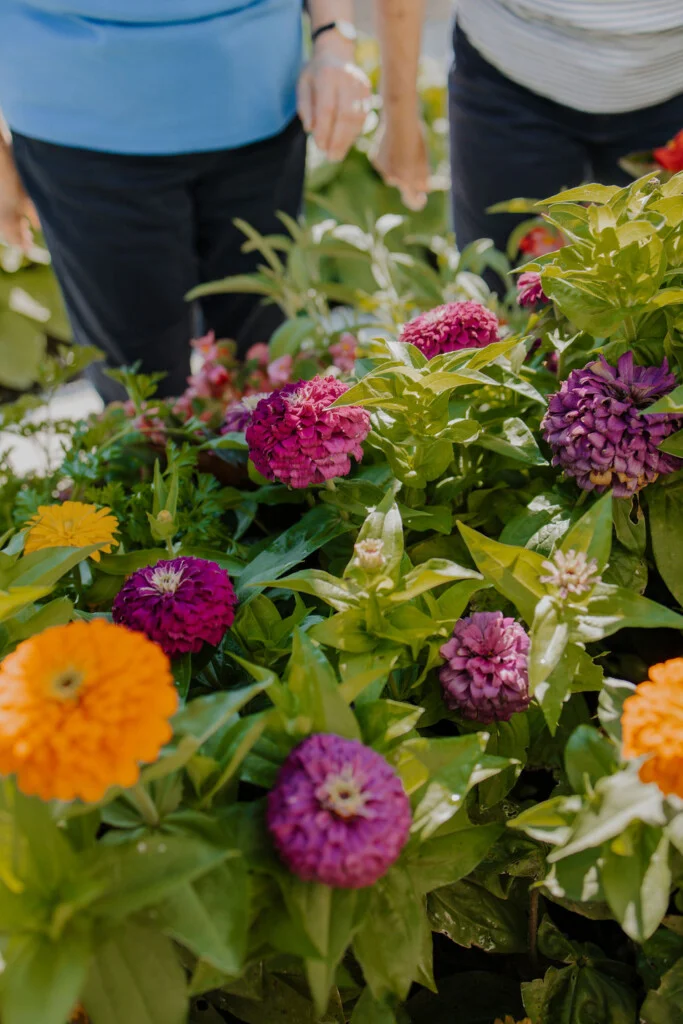 Residents tending zinnias in the gardens at Friendship Village of Bloomington, Minnesota